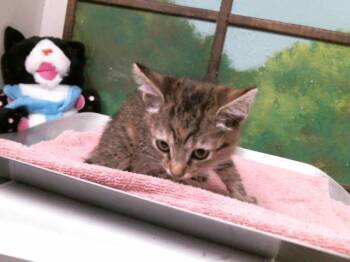 KAREN -  Domestic Short Hair Cat for Adoption in Houston, Texas - KAREN | PetCurious