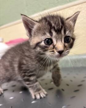 Rescue Domestic Short Hair Cats for Adoption in Ellijay, Georgia - Eloise | PetCurious