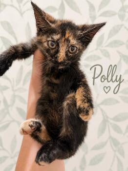 Polly -  American Shorthair Cat for Adoption in Paulina, Louisiana - Polly | PetCurious