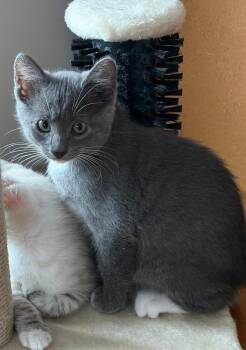 Smokey -  Domestic Short Hair Cat for Adoption in Oceanside, California - Smokey | PetCurious