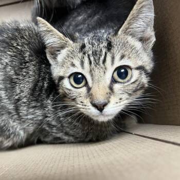Gumball -  Domestic Short Hair Cat for Adoption in Lake Panasoffkee, Florida - Gumball | PetCurious