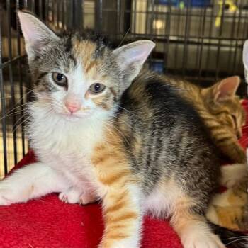 Gena -  Domestic Short Hair Cat for Adoption in Saginaw, Michigan - Gena | PetCurious