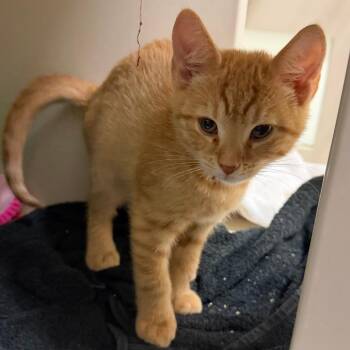 Eddie -  Domestic Short Hair Cat for Adoption in Fairport, New York - Eddie | PetCurious