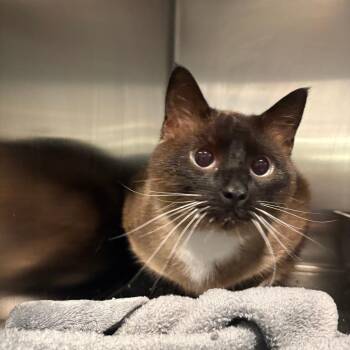 Bigsbee -  Siamese Cat for Adoption in West Des Moines, Iowa - Bigsbee | PetCurious