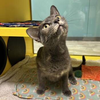 Tammy Sue -  Domestic Short Hair Cat for Adoption in Abilene, Texas - Tammy Sue | PetCurious