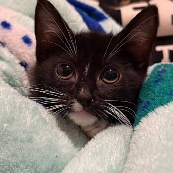 Rescue Domestic Short Hair Cats for Adoption in Estacada, Oregon - Samara | PetCurious