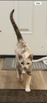 Mama -  Siamese and Domestic Short Hair Cat for Adoption - Mama | PetCurious