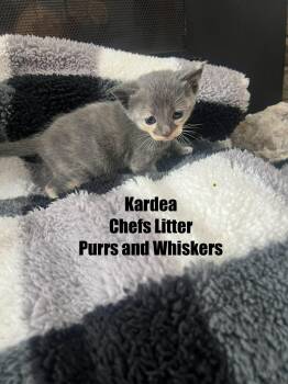 Domestic Short Hair Cats Available for Adoption - Kardea Brown | PetCurious