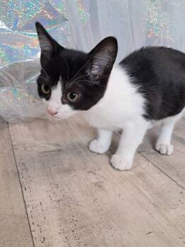 Rescue Domestic Short Hair Cats for Adoption in Shreveport, Louisiana - Tux | PetCurious