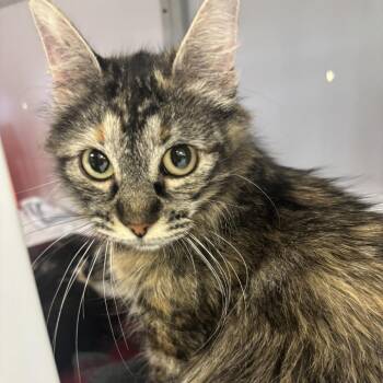 Domestic Short Hair Cats Available for Adoption in Houston, Texas - Hazel | PetCurious