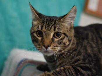 Carter -  Domestic Short Hair Cat for Adoption in Portland, Oregon - Carter | PetCurious