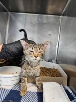 Domestic Medium Hair Cats Available for Adoption - 60548344 | PetCurious