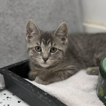 Odyssey (blue collar) -  Domestic Short Hair Cat for Adoption in Portage, Michigan - Odyssey (blue Collar) | PetCurious