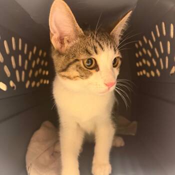 Argentina -  Domestic Short Hair Cat for Adoption in Reno, Nevada - Argentina | PetCurious