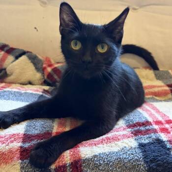 Domestic Short Hair Cats Available for Adoption in Rochester, Minnesota - Licorice | PetCurious