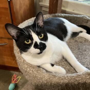 Domestic Short Hair Cats Available for Adoption in Los Angeles, California - Jerri | PetCurious