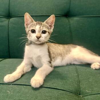 Moonpie -  Domestic Short Hair Cat for Adoption in League City, Texas - Moonpie | PetCurious