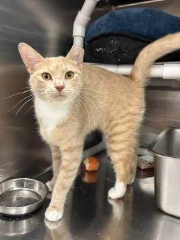 Butterfly -  Domestic Short Hair Cat for Adoption in Franklin Township, New Jersey - Butterfly | PetCurious