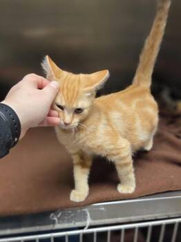 Fudge Round -  Domestic Short Hair Cat for Adoption in Westland, Michigan - Fudge Round | PetCurious