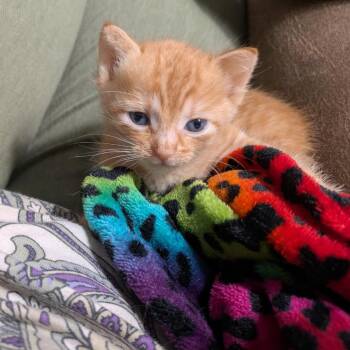Garfield -  Domestic Short Hair Cat Available for Adoption in Harlingen, Texas - Garfield | PetCurious