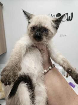 Twinkie -  Domestic Short Hair and Siamese Cat for Adoption in Republic, Missouri - Twinkie | PetCurious