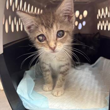 Skye -  Domestic Short Hair Cat for Adoption in Kanab, Utah - Skye | PetCurious