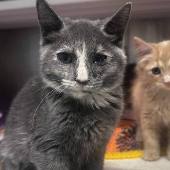 Manon -  Domestic Short Hair Cat for Adoption in Dearborn, Michigan - Manon | PetCurious