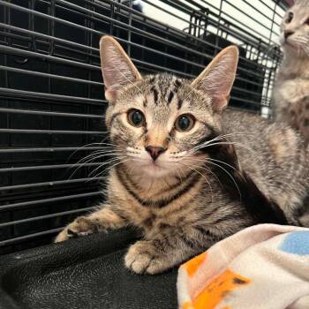 Rose -  Domestic Short Hair Cat for Adoption in Wadena, Minnesota - Rose | PetCurious