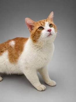Kash Money -  Domestic Short Hair Cat for Adoption in Bowling Green, Kentucky - Kash Money | PetCurious