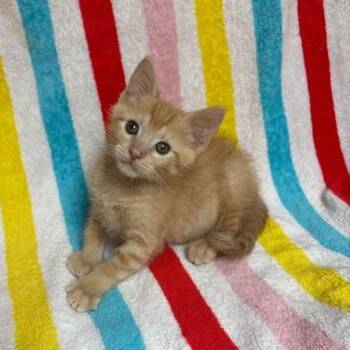 Ian -  Domestic Short Hair Cat for Adoption in Waterloo, Iowa - Ian | PetCurious
