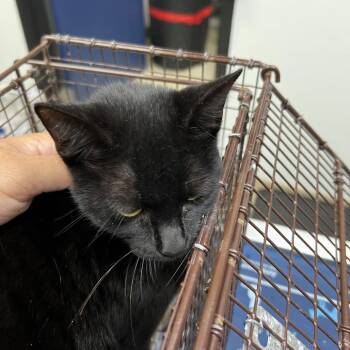 Ethel Grace Clawton -  Domestic Short Hair Cat for Adoption in Galveston, Texas - Ethel Grace Clawton | PetCurious