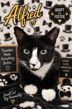 Alfred (FCID# 09/14/2026 - 66 Trainer) -  Tuxedo Cat for Adoption in Greenville, Delaware - Alfred (FCID# 09/14/2026 - 66 Trainer) | PetCurious