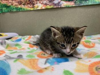 Domestic Short Hair Cats Available for Adoption in Moreno Valley, California - A550539 | PetCurious