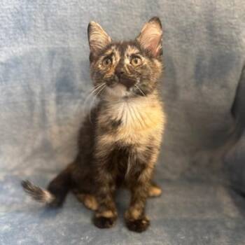 Kelly -  Domestic Short Hair Cat Available for Adoption in Janesville, Wisconsin - Kelly | PetCurious