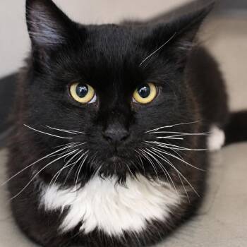 Apollo -  Domestic Long Hair Cat for Adoption in Gloucester, Virginia - Apollo | PetCurious