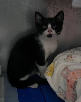 Wells -  Domestic Short Hair Cat for Adoption in Mcpherson, Kansas - Wells | PetCurious