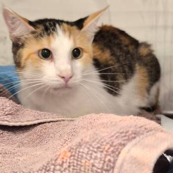 Darlene -  Domestic Short Hair Cat for Adoption in Bentonville, Arkansas - Darlene | PetCurious