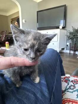 Domestic Short Hair Cats Available for Adoption in Wyoming, Michigan - Nuggetz | PetCurious