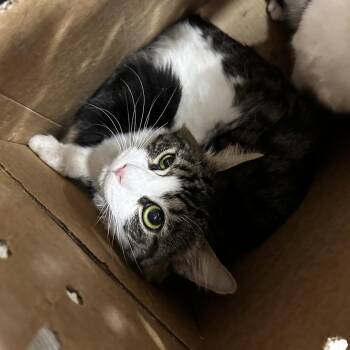 Lowky -  Domestic Short Hair Cat for Adoption in Newark, New Jersey - Lowky | PetCurious