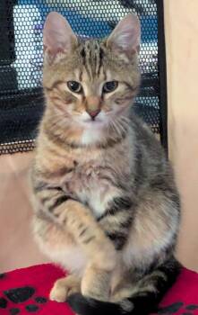 Finn -  Domestic Short Hair Cat for Adoption in Harrisburg, Pennsylvania - Finn | PetCurious