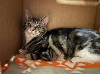 Serenity -  Domestic Short Hair Cat for Adoption in Quakertown, Pennsylvania - Serenity | PetCurious