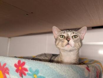 Domestic Short Hair Cats Available for Adoption - Spatula | PetCurious