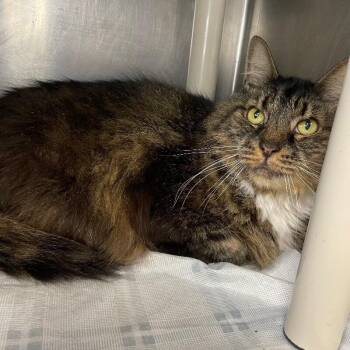 Bobo (Cat 31) -  Domestic Long Hair Cat for Adoption in Roanoke, Virginia - Bobo (Cat 31) | PetCurious