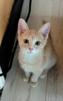 Tripel -  Domestic Short Hair Cat for Adoption in San Antonio, Texas - Tripel | PetCurious