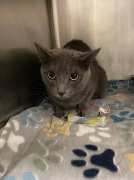 JADE -  Domestic Short Hair Cat Available for Adoption in Hagerstown, Maryland - JADE | PetCurious