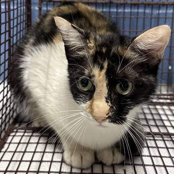Domestic Short Hair Cats Available for Adoption in Austin, Texas - Annie | PetCurious