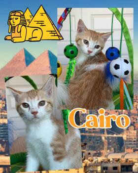 Cairo -  Tabby Cat for Adoption in Pasco, Washington - Cairo | PetCurious