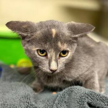 Cider -  Domestic Short Hair Cat for Adoption in Concord, North Carolina - Cider | PetCurious