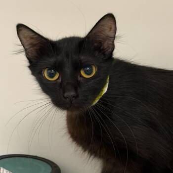 Tula (21) -  Domestic Short Hair Cat for Adoption in Marshall, Texas - Tula (21) | PetCurious