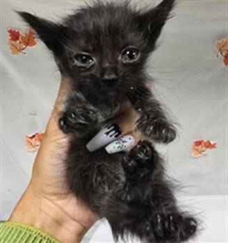 OCEANS -  Domestic Short Hair Cat for Adoption in Riverside, California - OCEANS | PetCurious